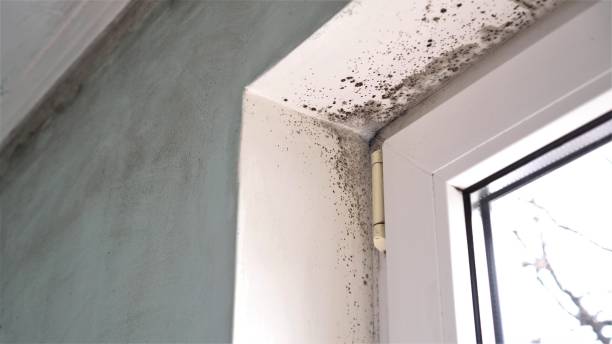 Best Mold Damage Restoration  in Lake Helen, FL