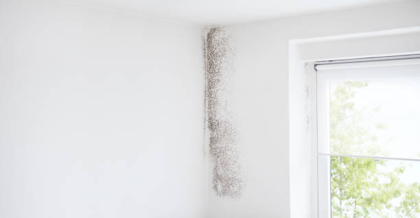Best Mold Damage Restoration  in Lake Helen, FL