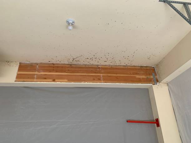 Best Mold Documentation for Insurance Claims  in Lake Helen, FL