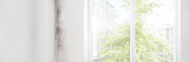 Best Forensic Mold Investigation  in Lake Helen, FL