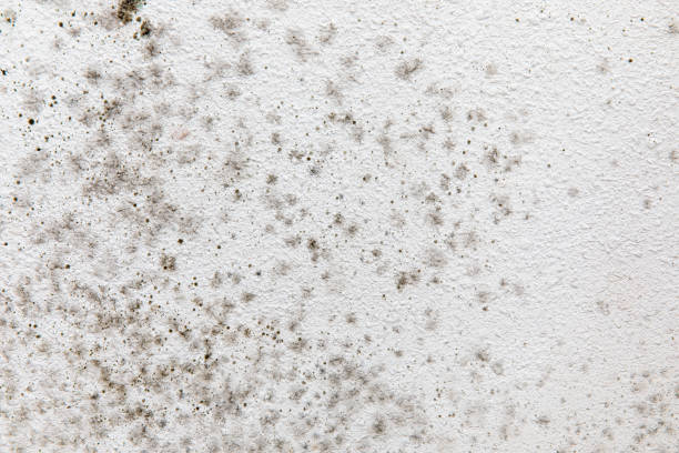 Best Environmental Consulting for Mold Prevention  in Lake Helen, FL