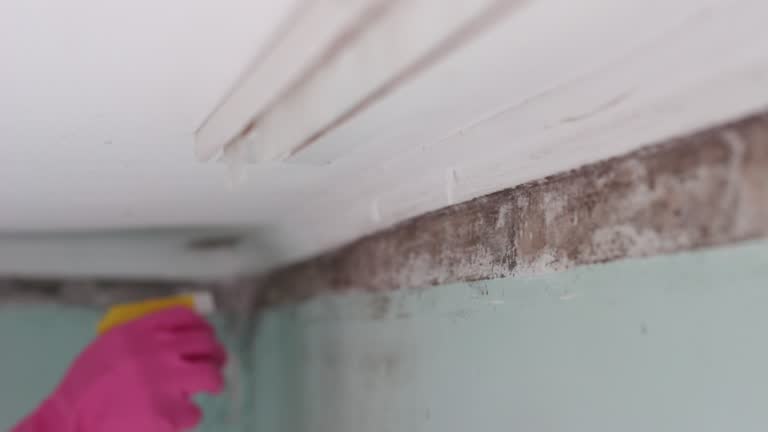 Best Black Mold Removal  in Lake Helen, FL