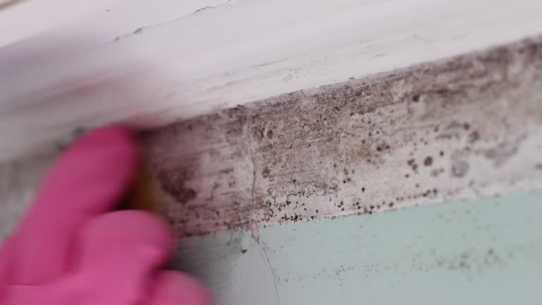 Reliable Lake Helen, FL Mold Removal Solutions